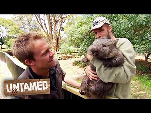 Saving Australia's Most Vulnerable Marsupials From Extinction | The Wild Life Of Tim Faulkner