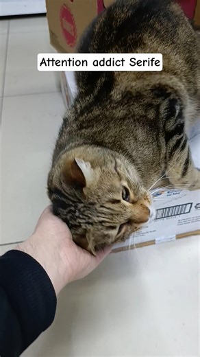 No attention = chaos 😼