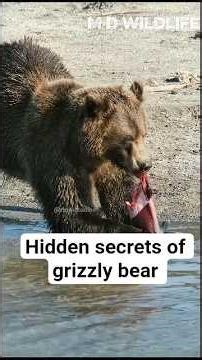 The Unstoppable Predator: Life of a Grizzly Bear