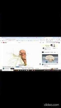 Introduction to Brain NeuroAnatomy Spinal Cord Central Nervous System Anatomy of a Neuron Surgery