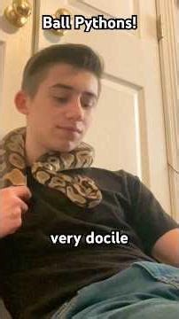 Cuddle time with HUGE Python!! 😬