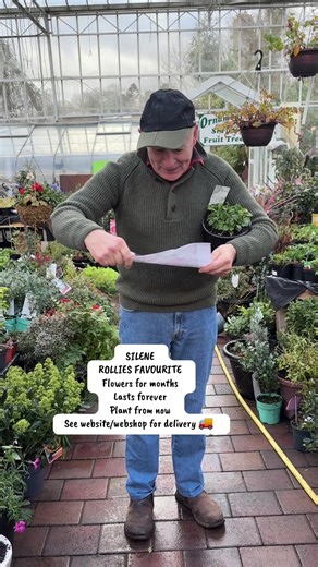 #add WEB-SHOP https://pergolanurseries.com SILENE ROLLIES FAVOURITE Rose Campion flowers non stop from May Until October and lasts forever and a day ! Winter hardy Planting time is from now . Available in WEBSHOP https://pergolanurseries.ecwid.com Planting time is from now . ALL IRELAND DELIVERY 🚚 32 Counties Pergola Nurseries Garden Corner, Virginia, Co Cavan “A gardeners oasis of quality plants “ Open Tuesday to Saturday 10.3-5 Open Sundays 2-5 #fyp #garden #gardening #flowers