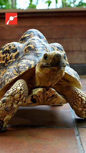 1.9K reactions · 255 shares | What are the differences between a turtle and a tortoise? Museum Educator Jason breaks down exactly what differentiates these two species, including foot shape, shell shape, their diets, and the environments they live in. #Turtle #Tortoise #Animals #Science | Museum of Science, Boston | Facebook