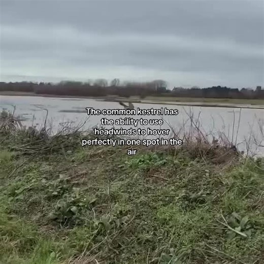 The common kestrel has the ability to use headwinds to hover perfectly in one spot in the air
