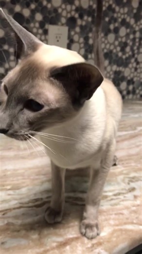 Excited Siamese Cat Morning Sounds