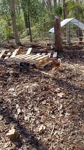 Ashley | Chaos Queen on TikTok