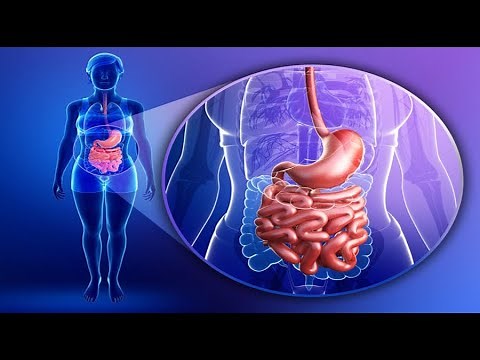 L'appareil digestif - 5AEP الجهاز الهضمي ـ المستوى الخامس ابتدائي