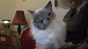 Murió “Frank & Louie”, el gato con dos caras más viejo del mundo