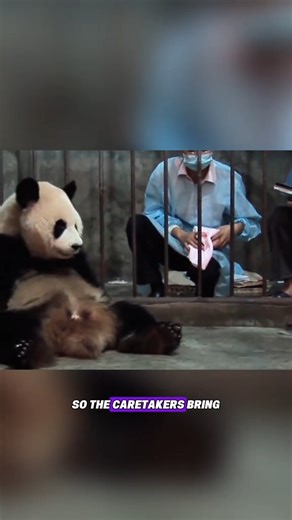 103K views · 1.1K reactions | Paws and Claws: Nature’s Untold Stories" "#wildlife #wildanimals #wildlifephotography #animals #animallover #viralshorts | The Animals Scenes | Facebook