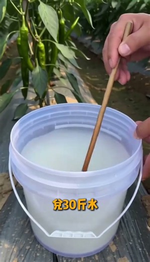 Make your own high-yield foliar fertilizer for chili pepper #gardeningtips #vegetables #gardentips