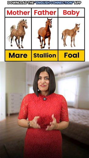 English Connection on Instagram: "Animal Family Vocabulary in English Male, Female & Their Babies Download English Connection app from the Google Play Store. #animalfamily #englishvocabulary #kanchankeshari #englishconnection #shorts"
