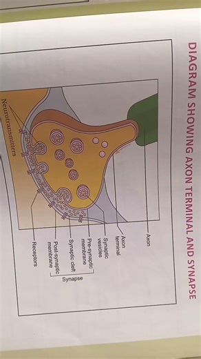 structure of a neuron,impulse conduction through an axon,#neuroscience #nervecell