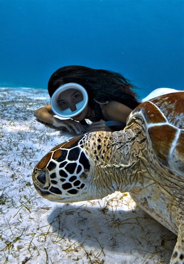 Meet the Chillest Soul on Balicasag Island