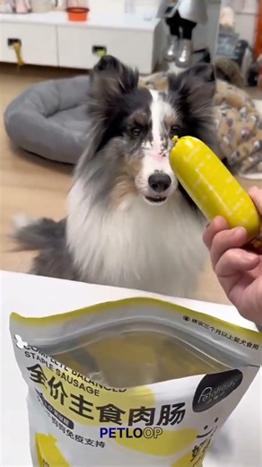 Lazy vs Smart vs Loyal Dog 🐕 | Real Reaction #funny #miniecraft #cat #pets #shorts #tranding #cute