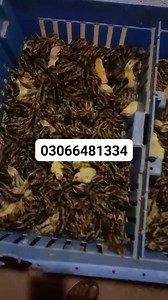Farm Hub on Reels