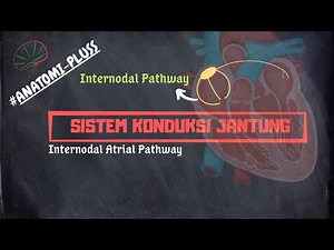 Sistem Konduksi jantung | Internodal Pathway (tract)