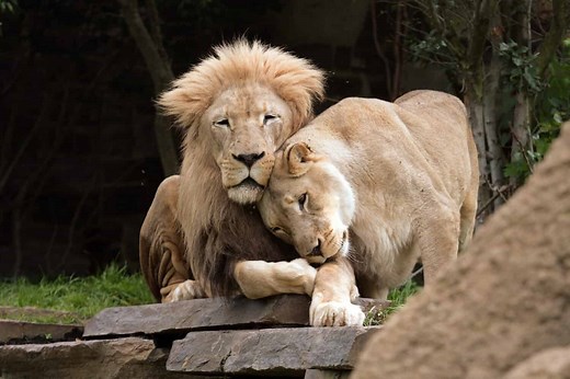 Understanding the 5 Key Differences Between Male and Female Lions
