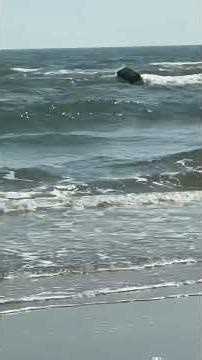 Cocain Sharks #music #dark #viral #foryou #shorts #youtubeshorts #rap #deathmetal #trap #trapbeat