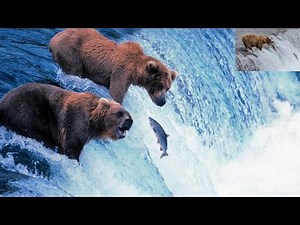 Grizzly Bears Catching Salmon | Nature's Great Events | United state in Alaska | Zoo Animal
