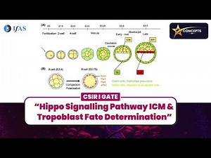 HIPPO SIGNALLING PATHWAY ICM & TROPOBLAST FATE DETERMINATION I STAR CONCEPT I CSIR I GATE I
