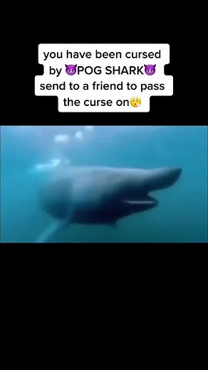 Spread the Curse with Fortnite Shark POG Meme!