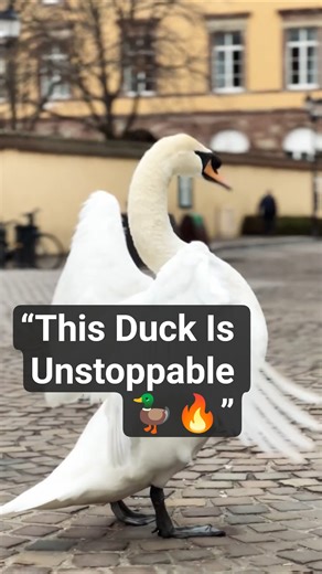 Why Is This Duck So Dramatic? 🦆🎭 #nature #explorepage #shorts #funny #funnyreel #eyecatchy #kids