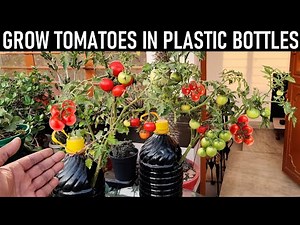 Easy Way To Grow Tomato Plant in Plastic Bottles | Growing Tomatoes from Seed