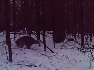 1.7K views · 59 reactions | A bobcat snared caught on a game cam....