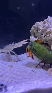 1.6M views · 10K reactions | Mantis Shrimp's Super Speed Punch #shorts #reels #mantisshrimp #animallovers #interesting #boxing | Tucan Aquatics | Facebook
