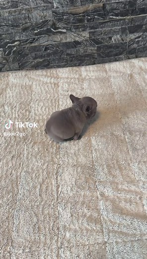 Help me name her in the comments please! She’s Tiny but mighty #Grinchie #Grinchbulldog #FYP #Frenchie #TeaCupFrenchie