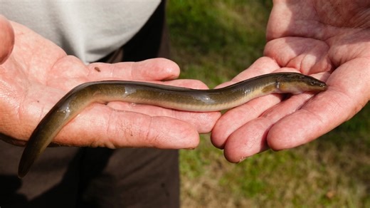This American eel became endangered because of a European one