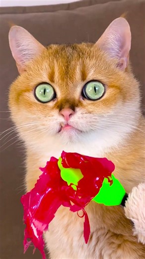 Hilarious Cat Prank Gone Wrong! Watch the Unexpected Twist! 😹