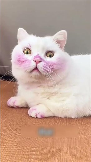 The Owner Pented The Cat Purple 🐈 💜