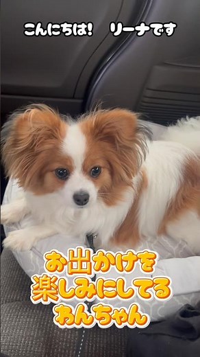 お出かけを楽しみにしているわんちゃん #パピヨン #パピヨン犬 #いぬのいるくらし #犬好き #かわいいパピヨン #papillon #リーナちゃん