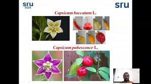 Crop Improvement Techniques in Capsicum and Tomato | Gopal Narkhede