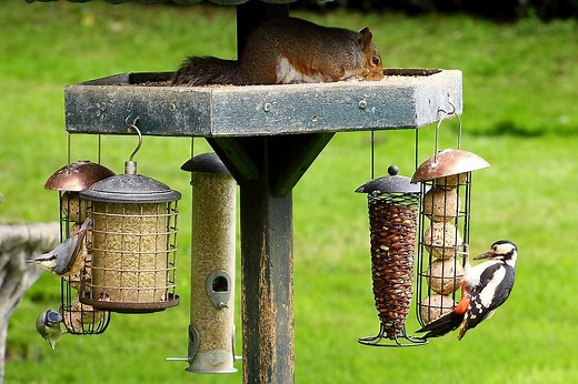 5 Best Bird Feeder Pole Systems & Stands (2026 Review)