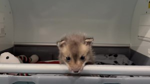 Our three week old fox kit gets quite demanding when it’s feeding time. She is the youngest fox we have ever treated for mange. She is too young for most of the standard medications used to treat it. We are still hoping to find her dad, but for now, seeing her so full of life makes me smile. I wish I could tell him she’s Ok. | Newhouse Wildlife Rescue