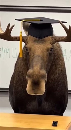 😱 Lecture Hall Moose is NOT okay — POV: midterm chaos