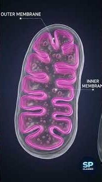 What is Mitochondria? | The Powerhouse of the Cell Explained | NEET Biology #science #neet2026