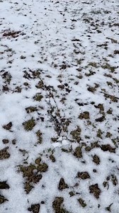 Animal attack in backyard! 🎬 This video was produced by Network Media and Steve J | The D Family Riddles Games and Hacks