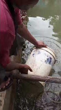 mantap mancing mania #munjaer #nila #mancing