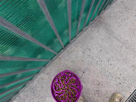 32K views · 291 reactions | Constantly controlling impulse at every opportunity. | Bushel Beard Gundogs | Facebook