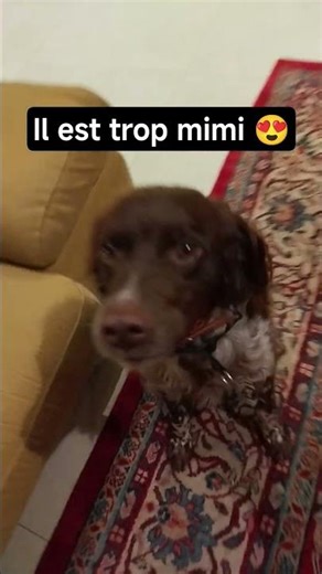 il est trop mignon 🥰😍