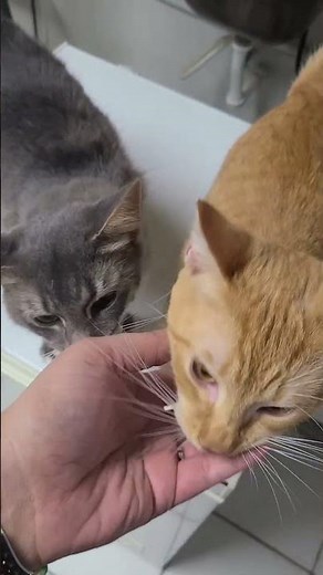 Dos de cinco gatitos que ayudamos a criar 💖