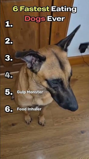 6 Fasted Eating Dogs Ever!