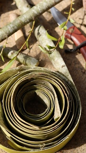 Peeling willow bark. A slightly longer reel, mainly because the process of stripping willow bark is just so beautiful. The sap in these sticks is high, meaning the bark can easily (and very satisfyingly!) be peeled away, rolled up, dried, and stored. What will we use it for? Well, there have been some experiments around here recently (using last year’s bark) and they have inspired us to collect even more this year. More on that soon! Marcus and Sarah 🌿 #contemporarycraft #basketmaking #basketry