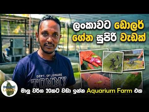 Ornamental Fish Industry 😲 | 100+ Tanks | Export Business