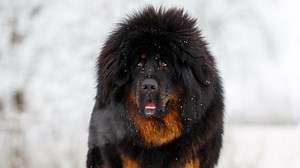 I raised a 250lb pet mastiff for two years - then realized it wasn't a dog