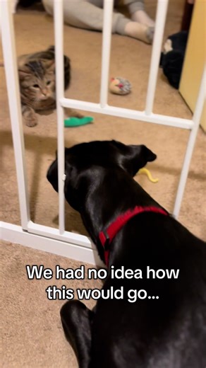Introducing a Rescue Cat to a First-Time Dog Owner