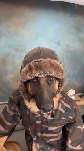 🤣Click LOL Pets Compilation 🐶🐱 – So Cute & Funny! | German shepherd community